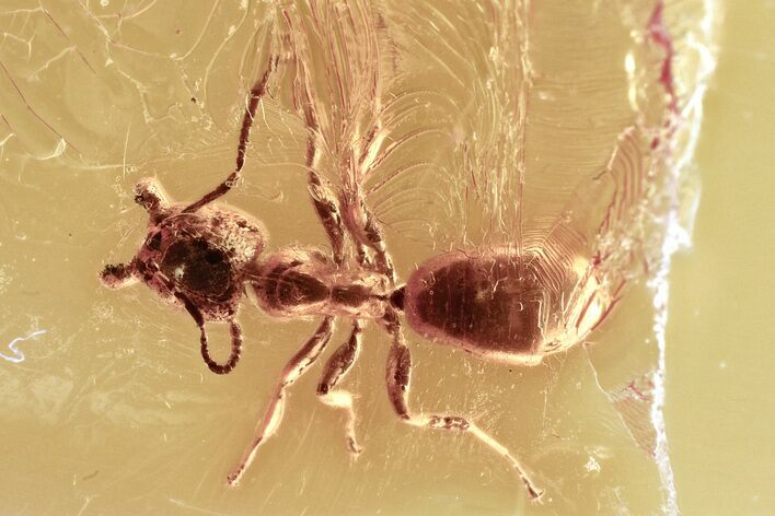 Detailed Fossil Ant (Formicidae) with Open Mandibles In Baltic Amber #357879